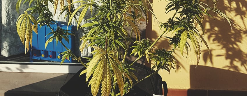 Plante de cannabis avec feuilles jaunissantes en pot sur un balcon ensoleillé