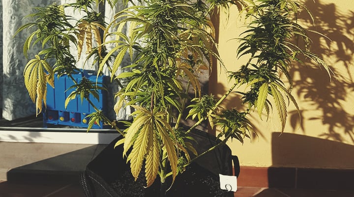 Plante de cannabis avec feuilles jaunissantes en pot sur un balcon ensoleillé