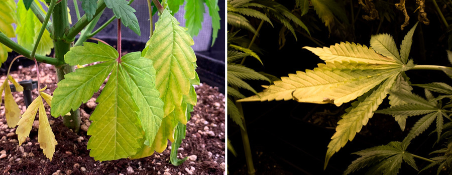 Yellow Cannabis leaves caused by Nitrogen Deficiency