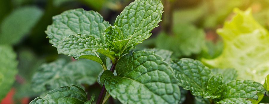 LA MENTHE POIVRÉE EN TANT QUE COMPAGNE D’AUTRES PLANTES DU JARDIN LA MENTHE POIVRÉE EN TANT QUE COMPAGNE D’AUTRES PLANTES DU JARDIN