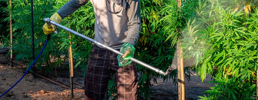 Un homme utilisant des pesticides sur des plants de cannabis