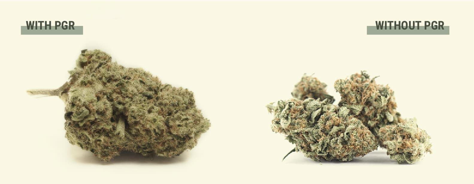 Pourquoi les cultivateurs utilisent-ils des PGR sur le cannabis ? Pourquoi les cultivateurs utilisent-ils des PGR sur le cannabis ?