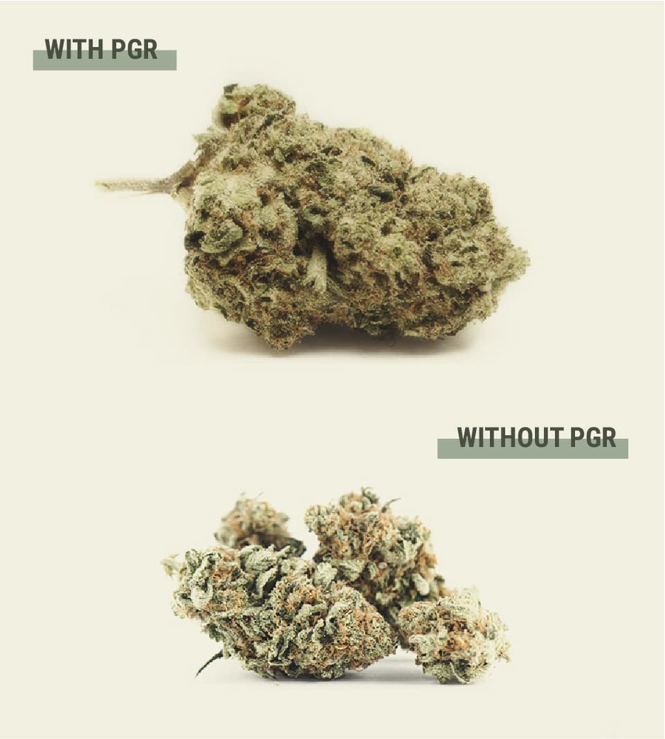 Pourquoi les cultivateurs utilisent-ils des PGR sur le cannabis ? Pourquoi les cultivateurs utilisent-ils des PGR sur le cannabis ?