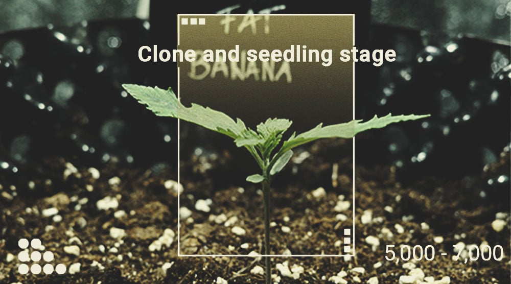 De quelle quantité de lumière vos plants de cannabis ont-ils besoin ?