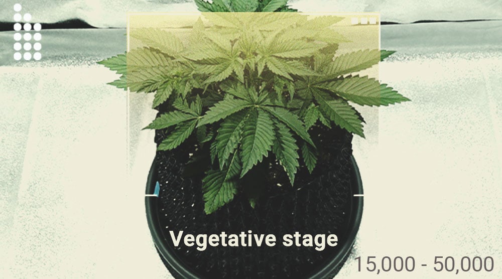 De quelle quantité de lumière vos plants de cannabis ont-ils besoin ?