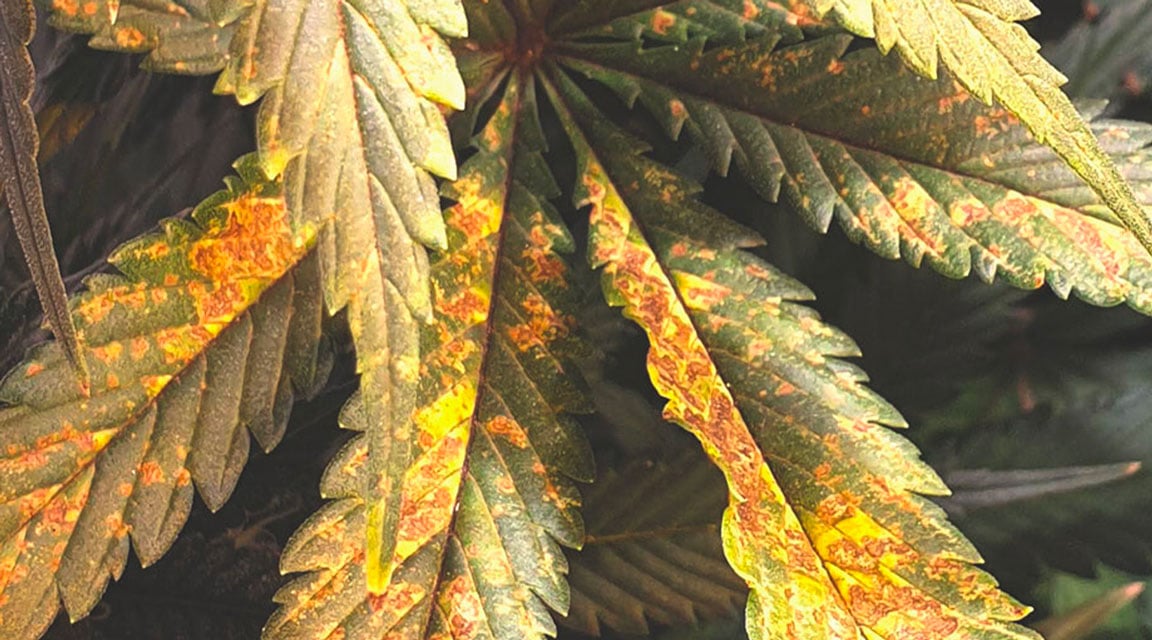 Plante de cannabis présentant des symptômes de carence en phosphore, avec des taches brunes sur les feuilles et un aspect terne