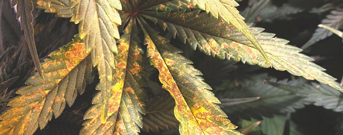 Plante de cannabis présentant des symptômes de carence en phosphore, avec des taches brunes sur les feuilles et un aspect terne