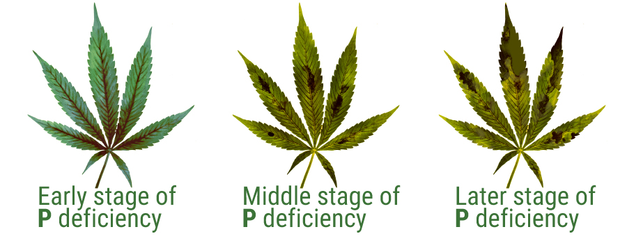 phosphorus deficiency symptoms cannabis cultivation