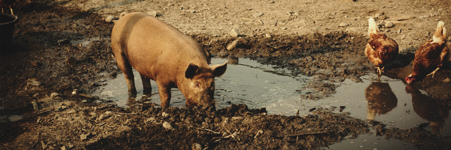 Compost organique de porc Compost organique de porc