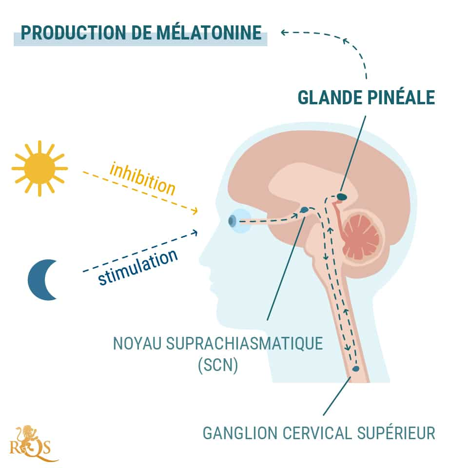 Production de mélatonine