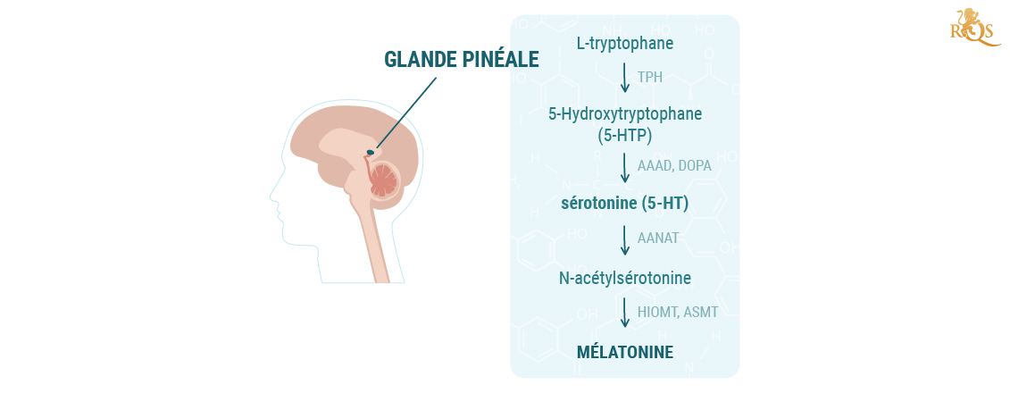 Production de mélatonine