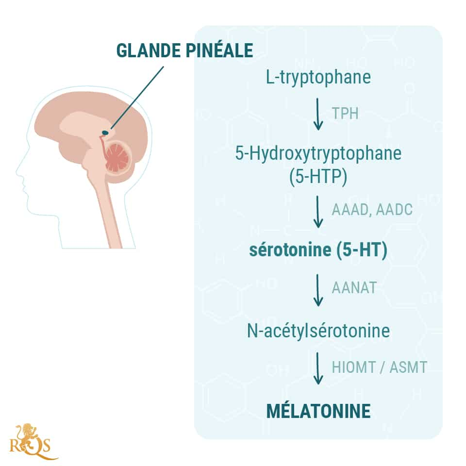 Production de mélatonine