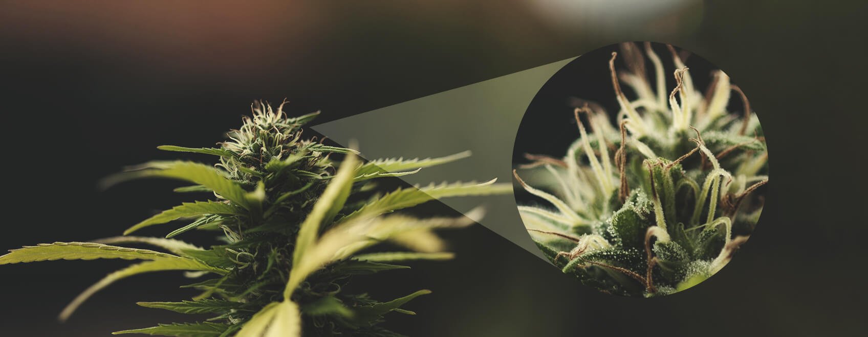 Les pistils blancs d'une fleur de cannabis changent de couleur une fois fécondée : découvrez ce phénomène naturel fascinant, comme une véritable expérience scientifique