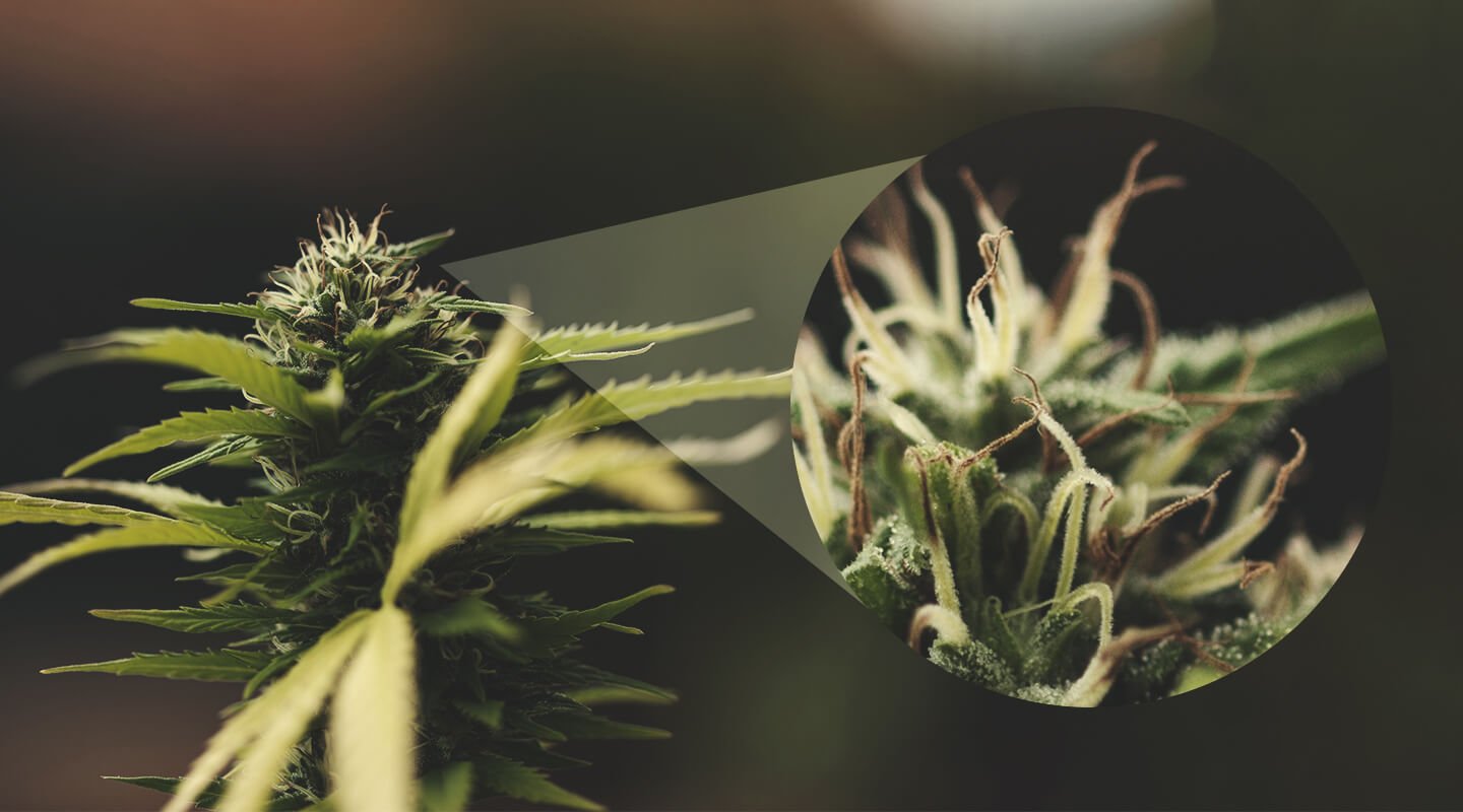Les pistils blancs d'une fleur de cannabis changent de couleur une fois fécondée : découvrez ce phénomène naturel fascinant, comme une véritable expérience scientifique