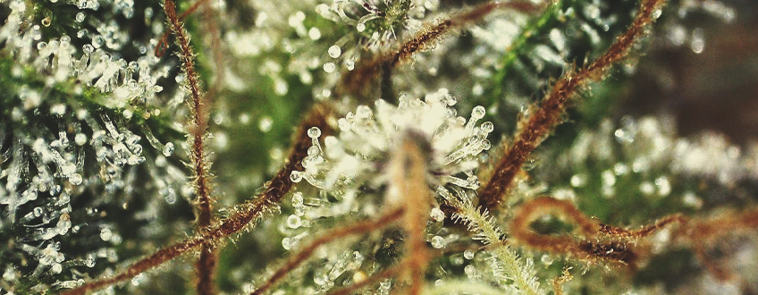 LES PISTILS DÉVELOPPENT UNE COULEUR PLUS FONCÉE LES PISTILS DÉVELOPPENT UNE COULEUR PLUS FONCÉE