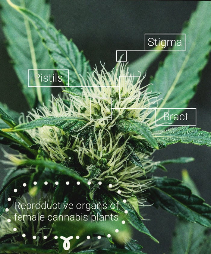 Image d'une plante de cannabis avec des marqueurs indiquant les pistils, les stigmates et les bractées, mettant en évidence les parties clés de la fleur pour une identification botanique.