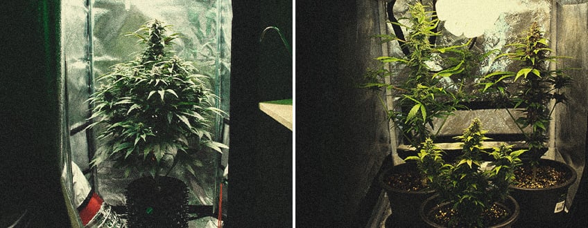 Micro-culture De Cannabis : Cultiver Une Superbe Weed Dans Un Petit Espace