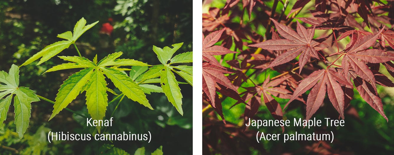 Des plantes qui ressemblent au cannabis