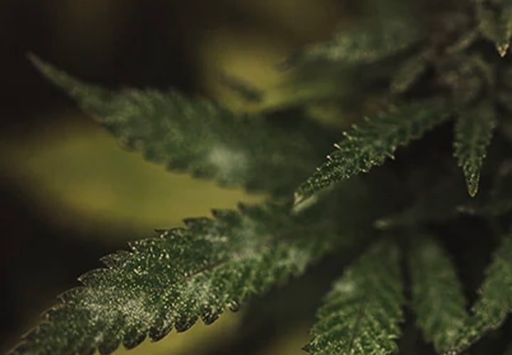 Feuille de cannabis infectée par l'oïdium, montrant un épais mycélium blanc sur la surface, typique de cette maladie fongique