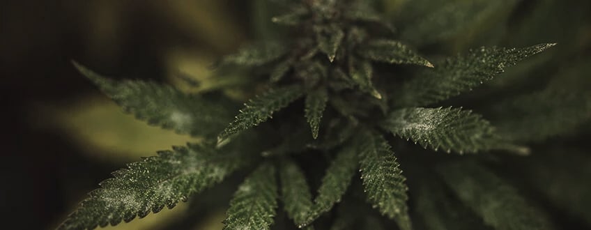 Feuille de cannabis infectée par l'oïdium, montrant un épais mycélium blanc sur la surface, typique de cette maladie fongique