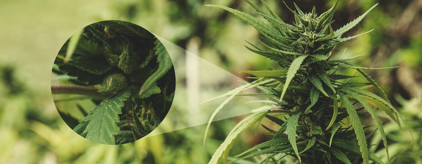 Plante de cannabis femelle en bonne santé avec des fleurs résineuses, idéale pour la pollinisation par un mâle