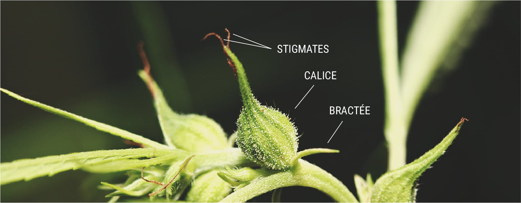 Gros plan détaillé d'une fleur de cannabis avec stigmates, calice et bractées étiquetés