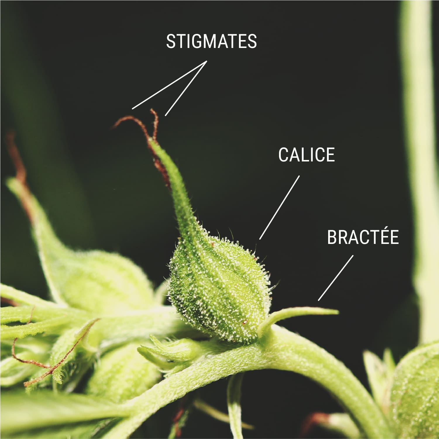 Gros plan détaillé d'une fleur de cannabis avec stigmates, calice et bractées étiquetés