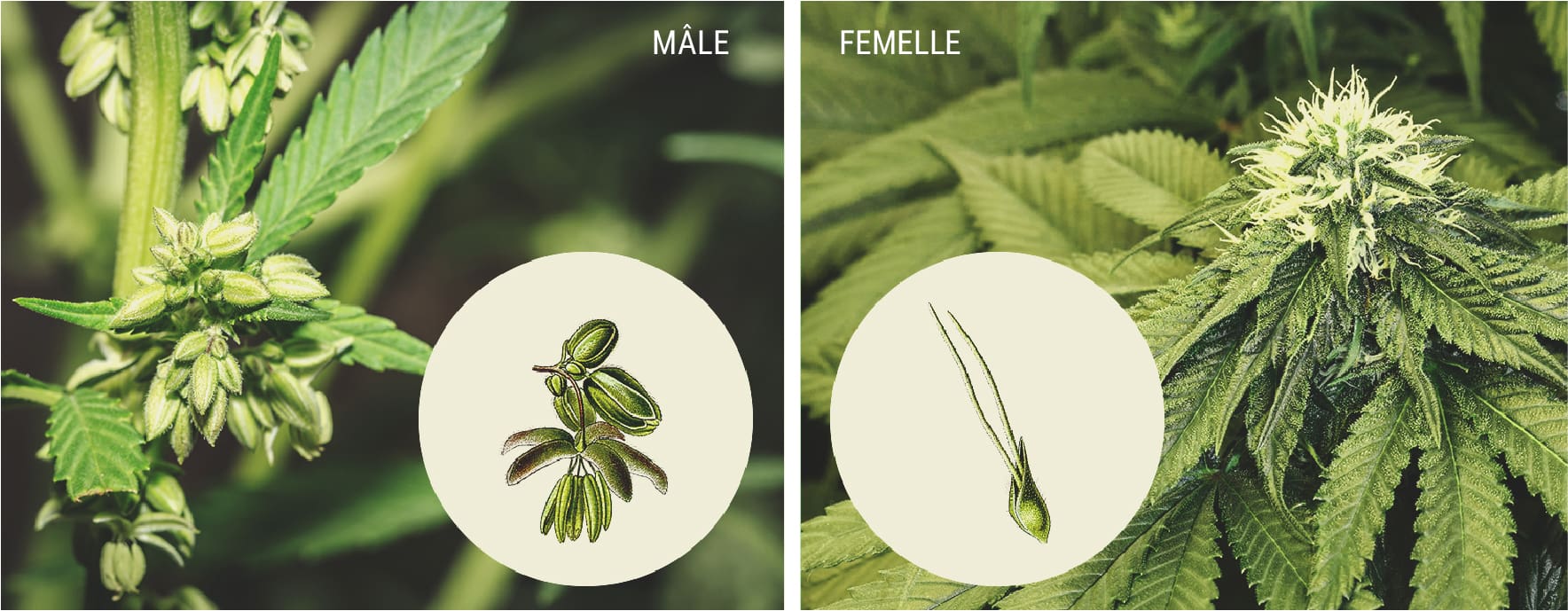 Comment détecter les plants de cannabis mâles