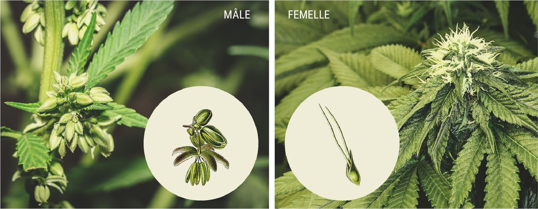 Diagramme illustrant les différences entre les plants de cannabis mâles et femelles : les mâles avec des sacs de pollen, les femelles avec des stigmates blancs