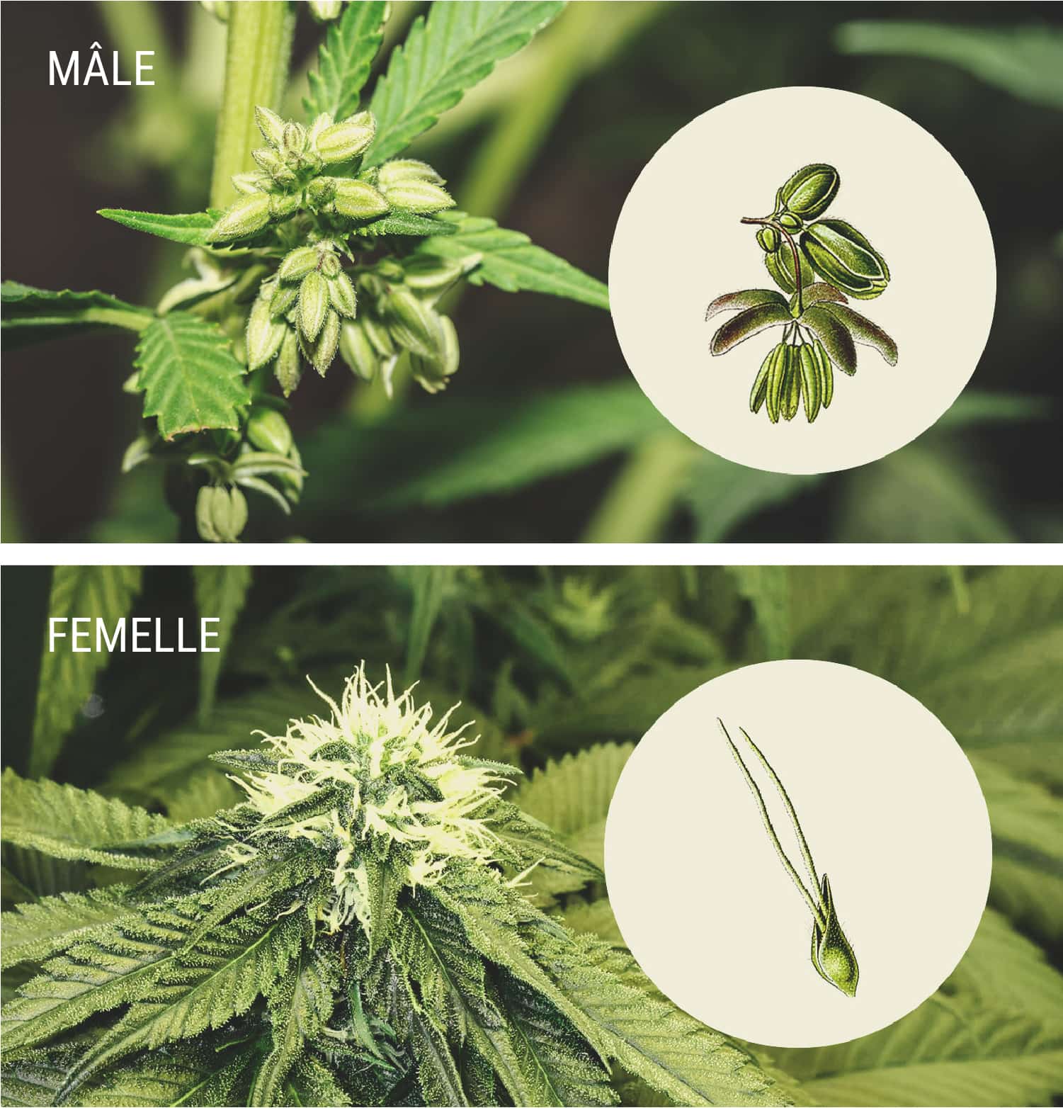 Diagramme illustrant les différences entre les plants de cannabis mâles et femelles : les mâles avec des sacs de pollen, les femelles avec des stigmates blancs