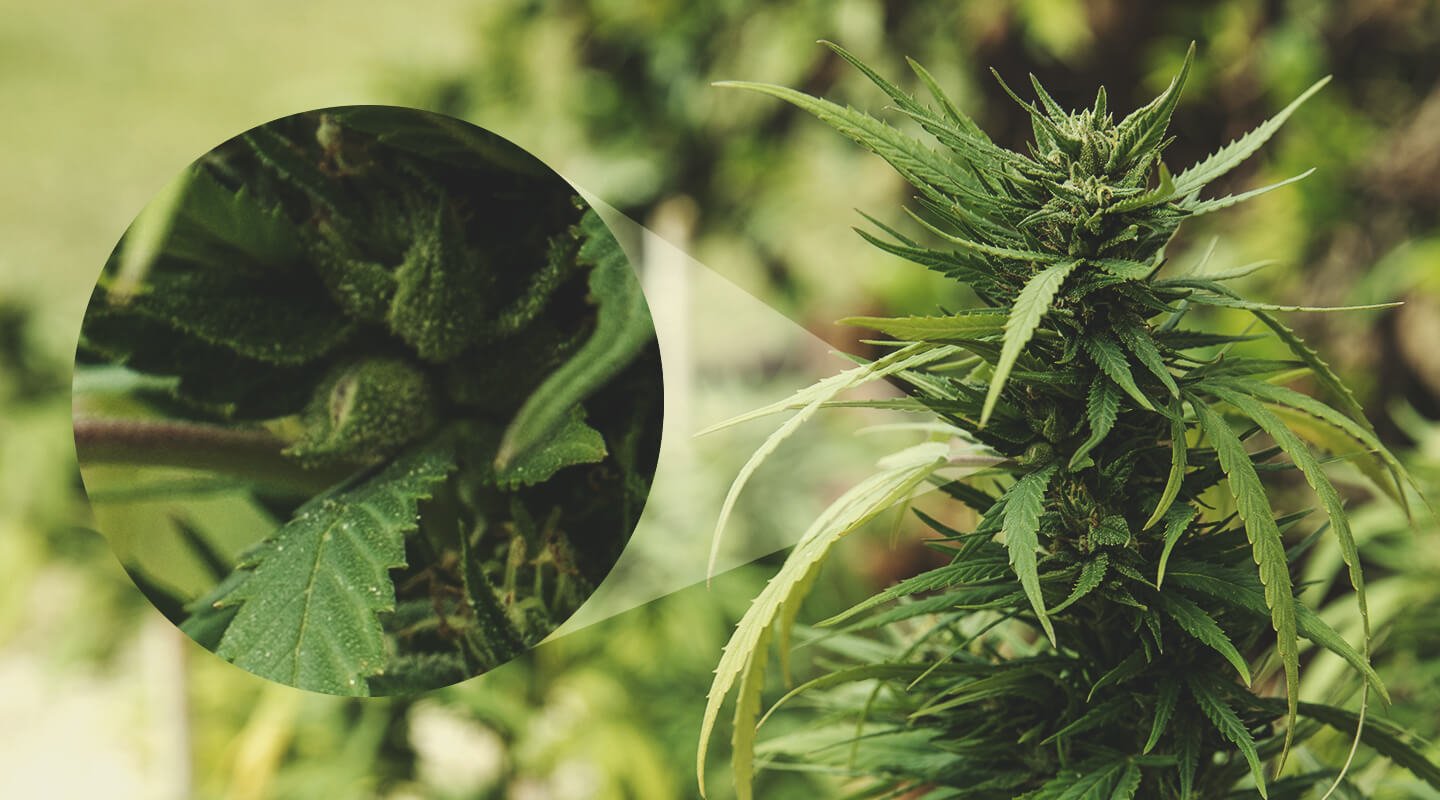 Plante de cannabis femelle en bonne santé avec des fleurs résineuses, idéale pour la pollinisation par un mâle