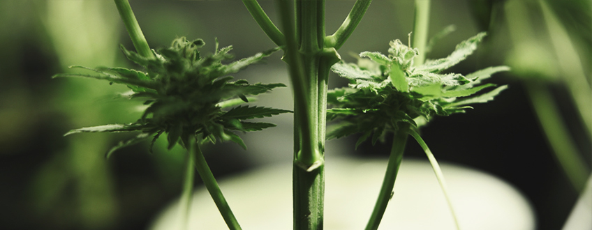 Petites têtes de cannabis sous-développées : manque de nutriments, lumière insuffisante ou présence de parasites affectant la croissance des plantes