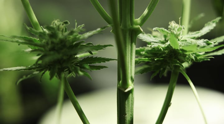 Petites têtes de cannabis sous-développées : manque de nutriments, lumière insuffisante ou présence de parasites affectant la croissance des plantes