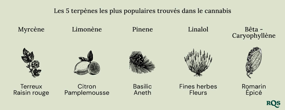 Popular terpenes cannabis