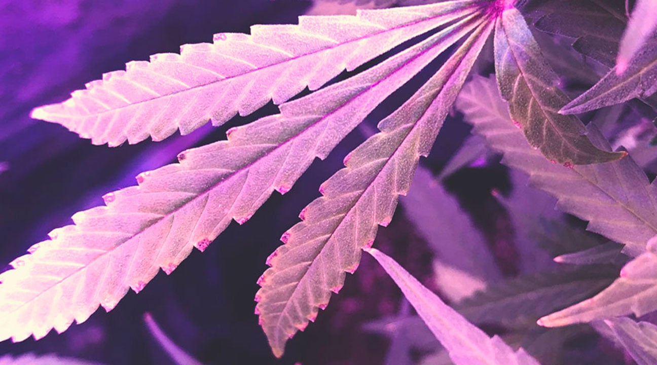Plante de cannabis présentant des symptômes de carence en potassium, avec des bords de feuilles brunis et une croissance ralentie.