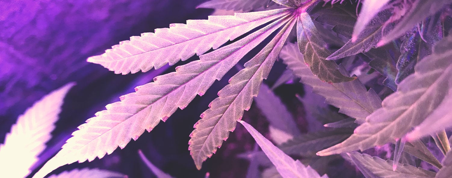 Plante de cannabis présentant des symptômes de carence en potassium, avec des bords de feuilles brunis et une croissance ralentie.
