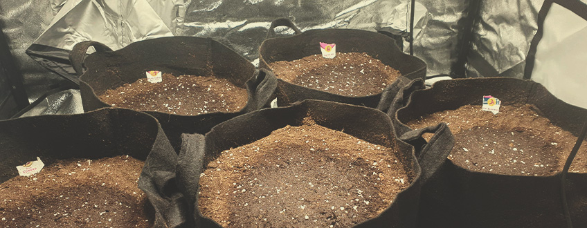DÉMARREZ LES PLANS À AUTOFLORAISON DANS LEUR POT FINAL DÉMARREZ LES PLANS À AUTOFLORAISON DANS LEUR POT FINAL
