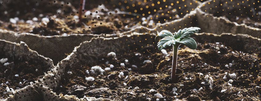 Planting containers