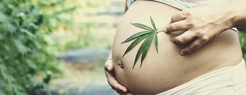 Cannabis et consommation de CBD durant la grossesse
