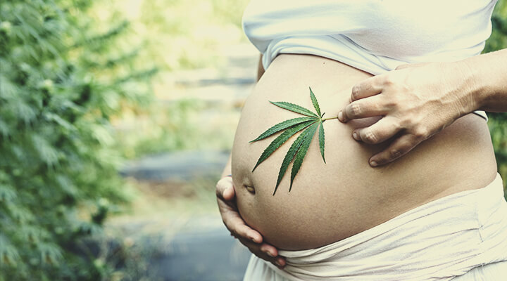 Cannabis et consommation de CBD durant la grossesse