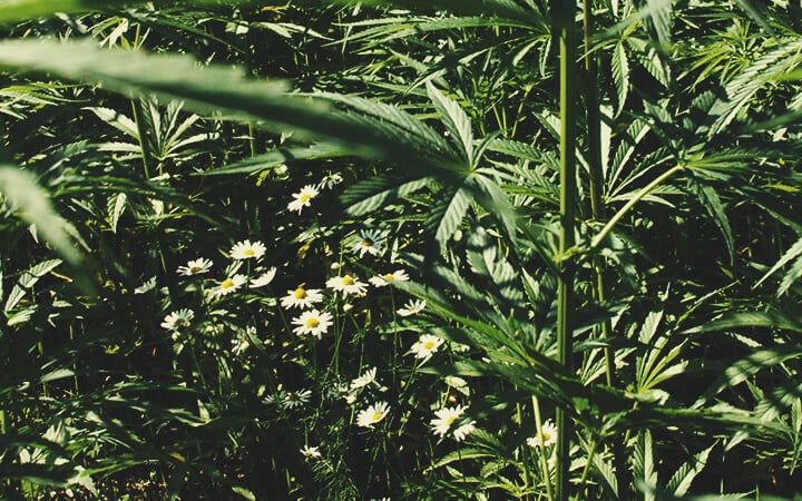 Plantes De Compagnonnage Plantes De Compagnonnage