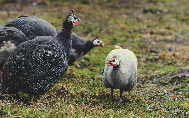 Élever Des Poules Et Des Pintades