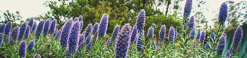 Echium Blanc Echium Blanc