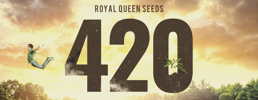 Le 420 Chez Royal Queen Seeds