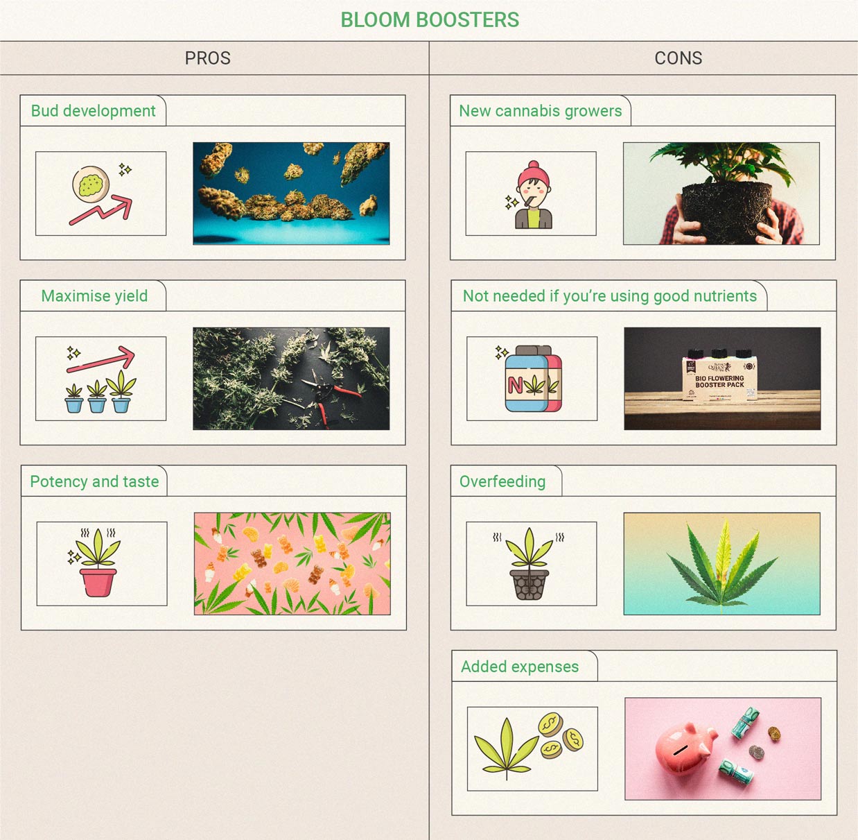 Les dernières semaines de floraison Les dernières semaines de floraison