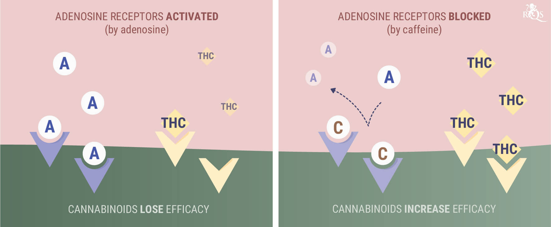 Cannabis (THC) Cannabis (THC)
