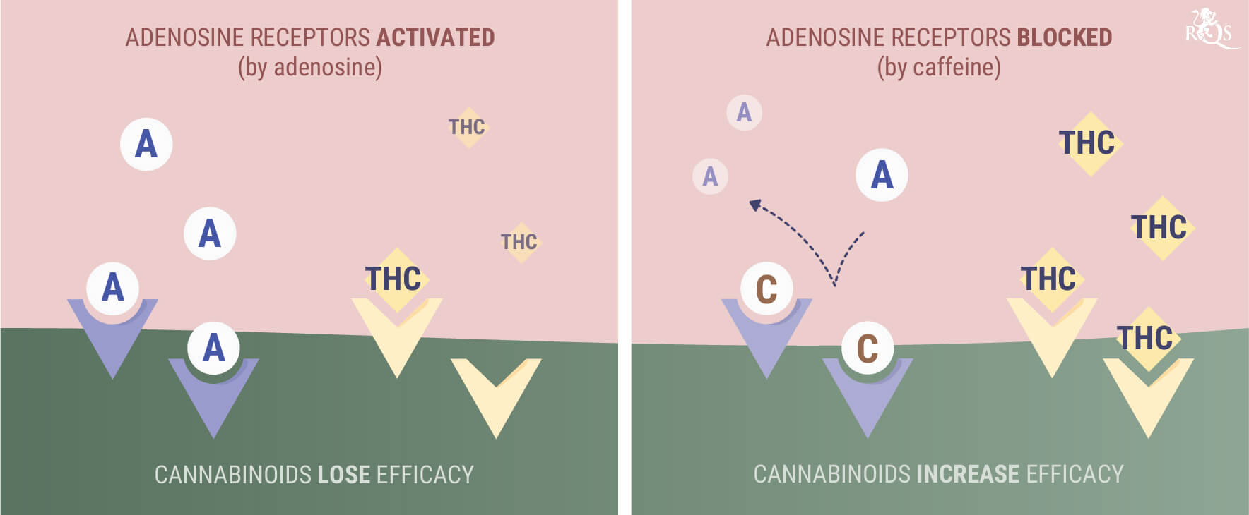 Cannabis (THC)