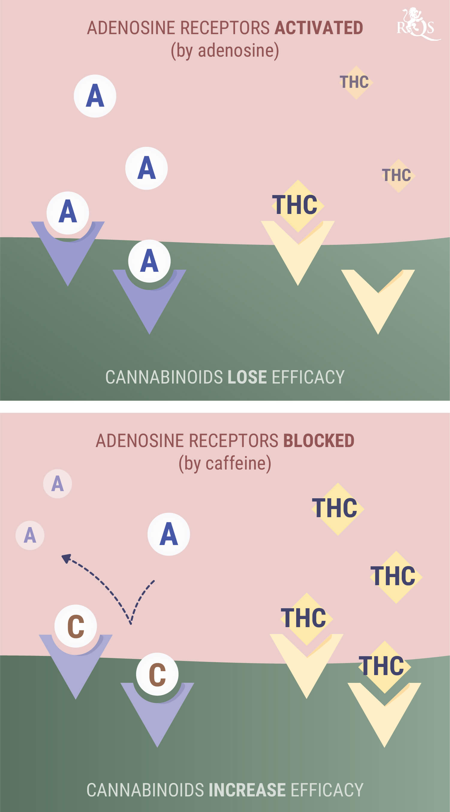 Cannabis (THC) Cannabis (THC)