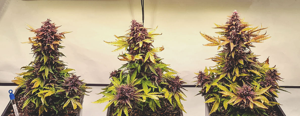 Quelles sont les couleurs que le cannabis est capable d’exhiber ? Quelles sont les couleurs que le cannabis est capable d’exhiber ?