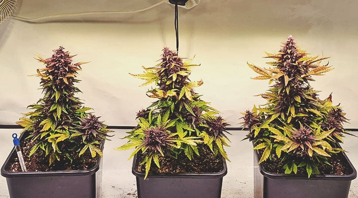 Quelles sont les couleurs que le cannabis est capable d’exhiber ? Quelles sont les couleurs que le cannabis est capable d’exhiber ?